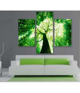 Multi-canvas 3x Forest sunlight